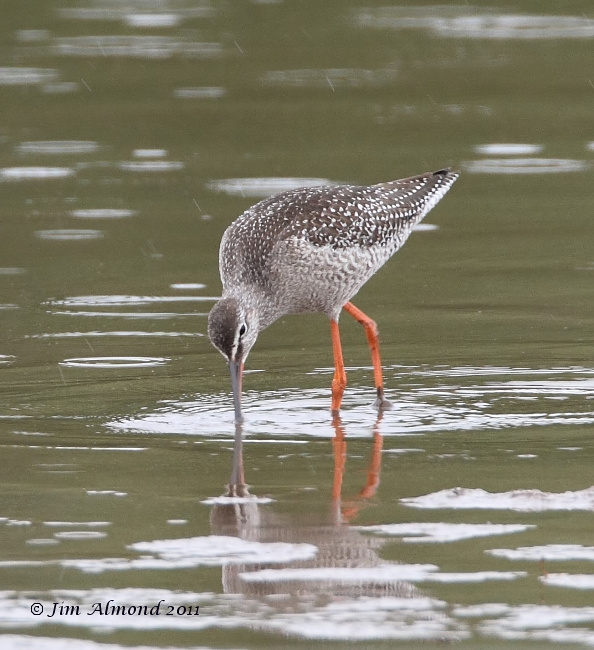 Spotted Redshank reflection VP 27 8 11  IMG_7130